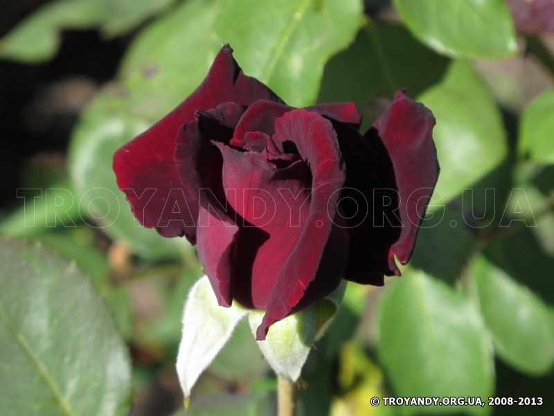 Perle noire